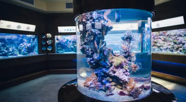 Kolumnowy akwaryzm z rybami skrzydlicami w Oceanarium Gdańsk. Sprawdź cennik i zanurz się w podwodny świat!