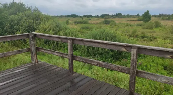 Drewniany taras widokowy z widokiem na rozległe, zielone łąki i las. Powietrze jest rześkie, a trawa wygląda jak jedwabne dywany.